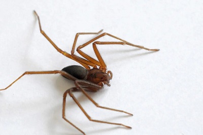 Com calor, dengue e ataques de animais pe&ccedil;onhentos acendem alerta no Paran&aacute;