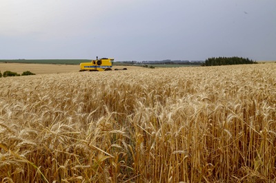 Paran&aacute; inicia colheita de 2,6 milh&otilde;es de toneladas de trigo, principal cultura de inverno