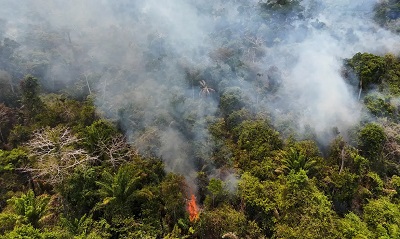 Cobertura florestal mundial perde 3,7 milh&otilde;es de hectares em 2023