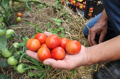 Tecpar orienta popula&ccedil;&atilde;o a identificar produtos org&acirc;nicos n&atilde;o certificados