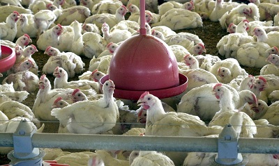 Brasil suspende exporta&ccedil;&otilde;es de carne de aves e seus produtos
