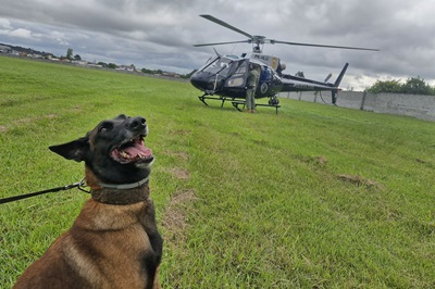 Pela 1&ordf; vez, PCPR treina c&atilde;es farejadores em aeronaves para ambienta&ccedil;&atilde;o de opera&ccedil;&otilde;es