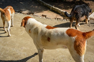 Nova fase do CastraPet vai atender mais de 30 mil c&atilde;es e gatos em 165 cidades do Paran&aacute;