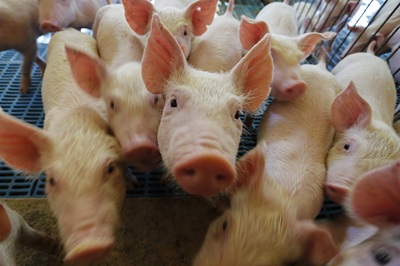Novo mercado: Paran&aacute; vai exportar carne su&iacute;na para o Chile