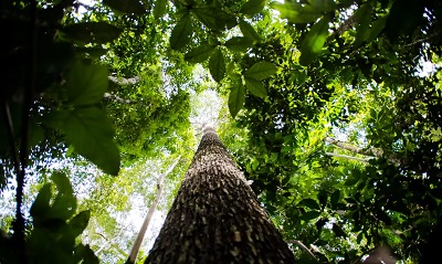 BNDES busca mobilizar at&eacute; R$ 6 bi para mercado de cr&eacute;dito de carbono