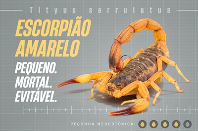 Estado lan&ccedil;a campanha para refor&ccedil;ar cuidados e prevenir picadas de escorpi&otilde;es