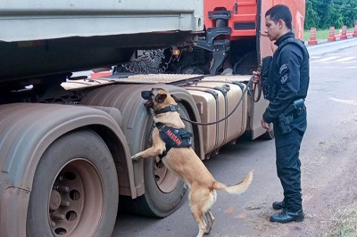 Vinte c&atilde;es policiais refor&ccedil;am opera&ccedil;&otilde;es da Pol&iacute;cia Penal do Paran&aacute;