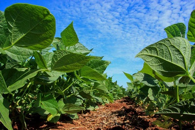 Deral destaca aumento na &aacute;rea de feij&atilde;o e divulga estimativa da safra de inverno no Paran&aacute;