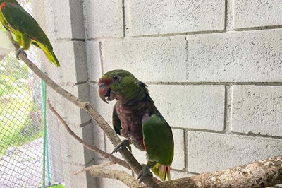 IAT reforça pronto atendimento à fauna silvestre do Litoral para a temporada de verão