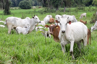 Prazo para atualiza&ccedil;&atilde;o obrigat&oacute;ria de rebanhos come&ccedil;a em 1&ordm; de maio no Paran&aacute;
